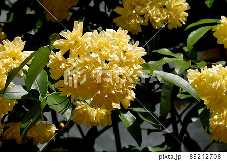 三鷹中原に咲く黄色いモッコウバラの花 83242708