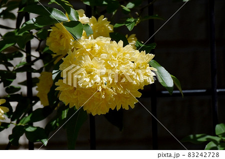 三鷹中原に咲く黄色いモッコウバラの花 三鷹中原に咲く黄色いモッコウバラの花 83242728