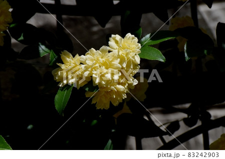 三鷹中原に咲く黄色いモッコウバラの花 83242903