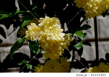 三鷹中原に咲く黄色いモッコウバラの花 83242905