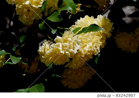 三鷹中原に咲く黄色いモッコウバラの花 三鷹中原に咲く黄色いモッコウバラの花 83242907