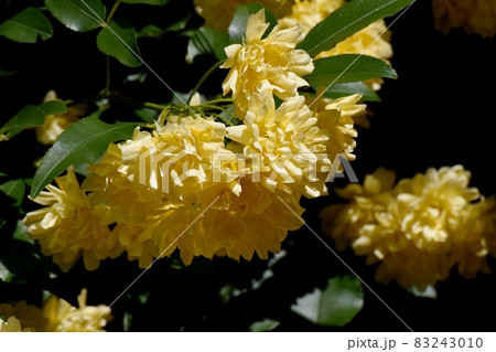 三鷹中原に咲く黄色いモッコウバラの花 三鷹中原に咲く黄色いモッコウバラの花 83243010