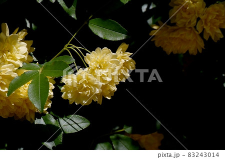 三鷹中原に咲く黄色いモッコウバラの花 83243014
