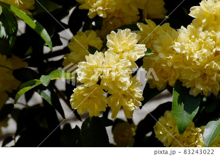三鷹中原に咲く黄色いモッコウバラの花 83243022
