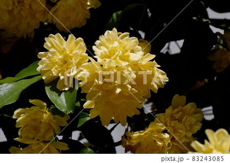 三鷹中原に咲く黄色いモッコウバラの花 83243085