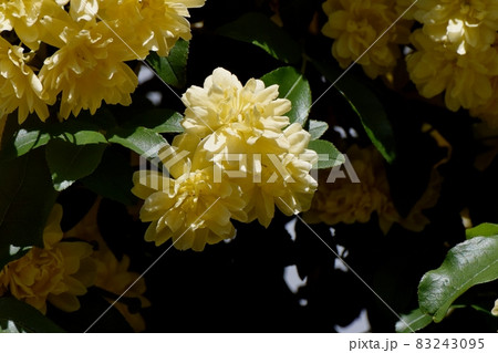 三鷹中原に咲く黄色いモッコウバラの花 三鷹中原に咲く黄色いモッコウバラの花 83243095