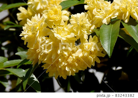 三鷹中原に咲く黄色いモッコウバラの花 三鷹中原に咲く黄色いモッコウバラの花 83243382