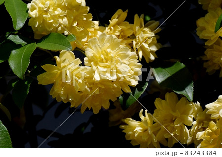 三鷹中原に咲く黄色いモッコウバラの花 三鷹中原に咲く黄色いモッコウバラの花 83243384
