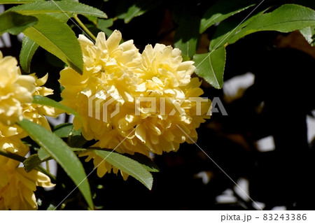 三鷹中原に咲く黄色いモッコウバラの花 三鷹中原に咲く黄色いモッコウバラの花 83243386
