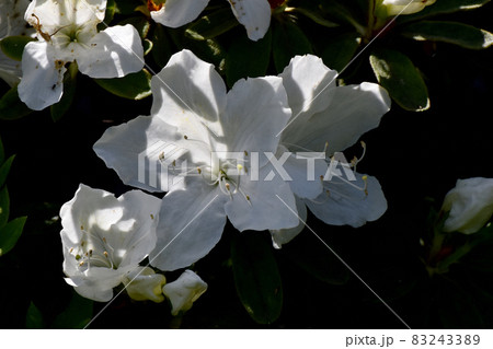 三鷹中原に咲く白いツツジの花 三鷹中原に咲く白いツツジの花 83243389