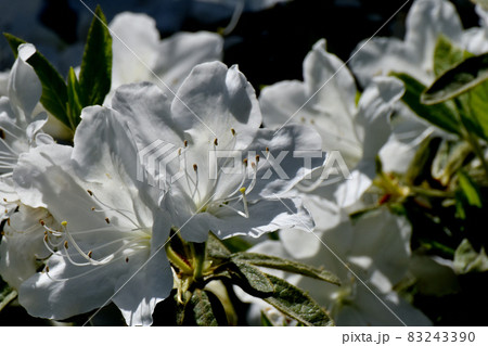 三鷹中原に咲く白いツツジの花 83243390