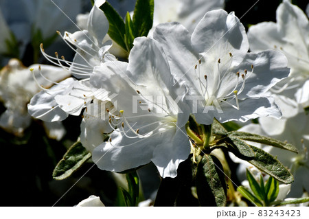 三鷹中原に咲く白いツツジの花 83243423