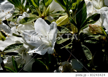 三鷹中原に咲く白いツツジの花 三鷹中原に咲く白いツツジの花 83243424