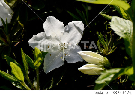 三鷹中原に咲く白いツツジの花 三鷹中原に咲く白いツツジの花 83243426