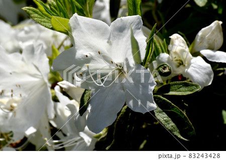 三鷹中原に咲く白いツツジの花 三鷹中原に咲く白いツツジの花 83243428