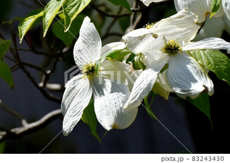 三鷹中原に咲く白いツツジの花 三鷹中原に咲く白いツツジの花 83243430