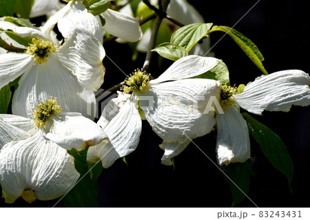 三鷹中原に咲く白いツツジの花 三鷹中原に咲く白いツツジの花 83243431