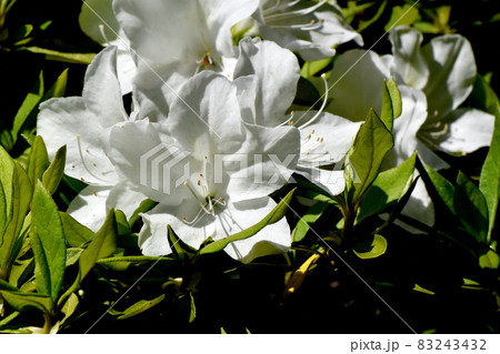 三鷹中原に咲く白いツツジの花 83243432
