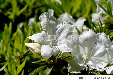 三鷹中原に咲く白いツツジの花の写真素材