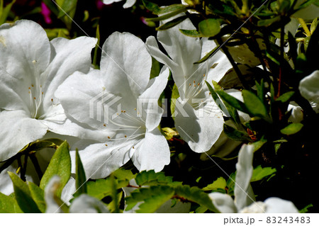 三鷹中原に咲く白いツツジの花 83243483
