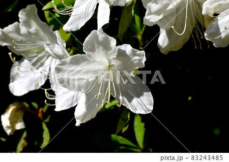 三鷹中原に咲く白いツツジの花 83243485