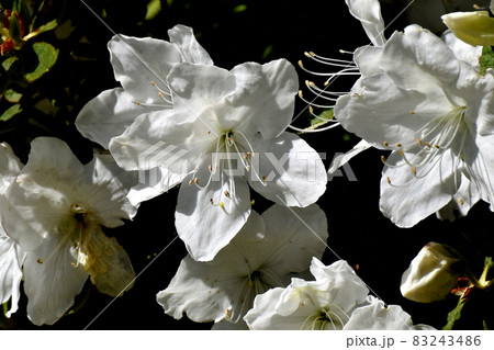 三鷹中原に咲く白いツツジの花 三鷹中原に咲く白いツツジの花 83243486