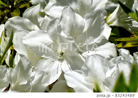 三鷹中原に咲く白いツツジの花 三鷹中原に咲く白いツツジの花 83243489