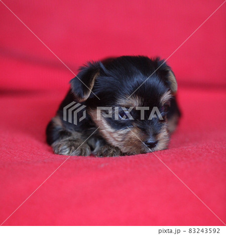 Amazing puppy of Yorkshire Terrier 83243592