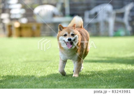 ドッグランで遊ぶ柴犬 ドッグランで遊ぶ柴犬 83243981