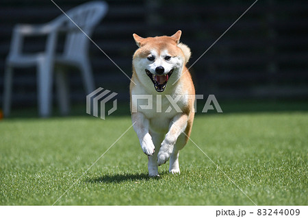 ドッグランで遊ぶ柴犬 ドッグランで遊ぶ柴犬 83244009