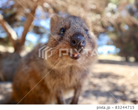 世界一幸せな動物で有名なクォッカワラビーの写真素材