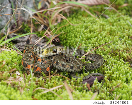 ヤマカガシ幼蛇 ヤマカガシ幼蛇 83244801