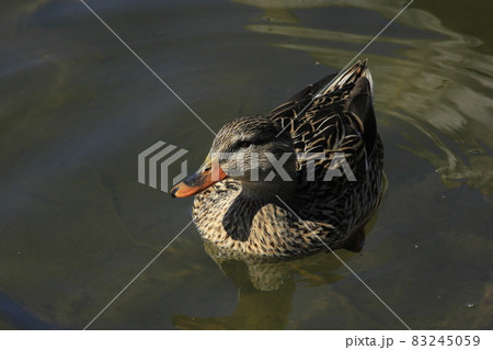 A Mallard Drake in a lake with blue water on a Winter day in Kansas. 83245059