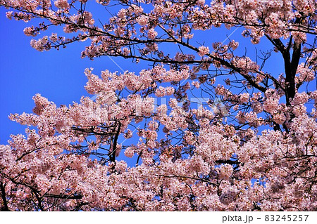 晴れた春の日の桜 晴れた春の日の桜 83245257