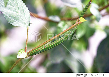 毒性のあるモロヘイヤの実 83245312