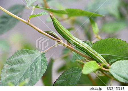 毒性のあるモロヘイヤの実 83245313