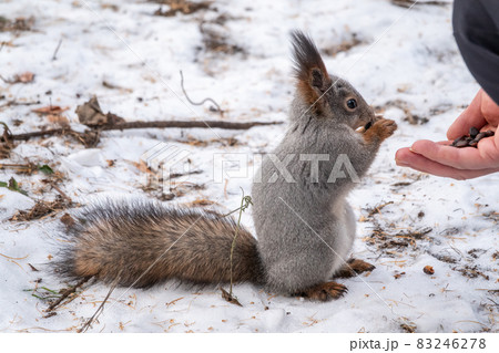 Squirrel eats nuts from a man's hand. Caring for animals in winter or autumn. Squirrel eats nuts from a man's hand. Caring for animals in winter or autumn. 83246278