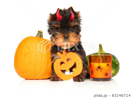 Yorkshire terrier in red horns sits among pumpkins 83246714
