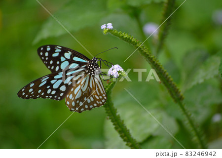 Fly with butterfly Fly with butterfly 83246942