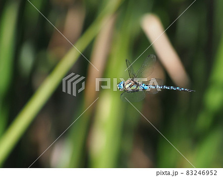 マダラヤンマ 83246952