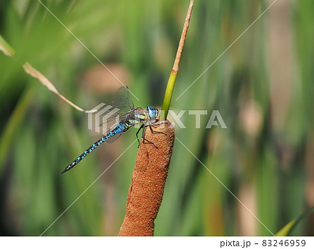 マダラヤンマ 83246959