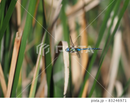 マダラヤンマ 83246971