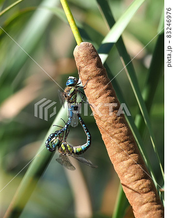 マダラヤンマ 83246976