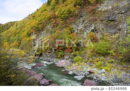 見頃を迎えた赤岩青巌峡の紅葉（北海道 占冠） 83246998