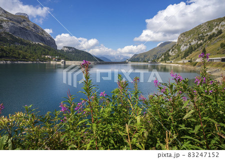 Mountain flowers on the lake background. Lago Fedaia. Dolomites. Mountain flowers on the lake background. Lago Fedaia. Dolomites. 83247152