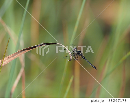 マダラナニワトンボ 83247173