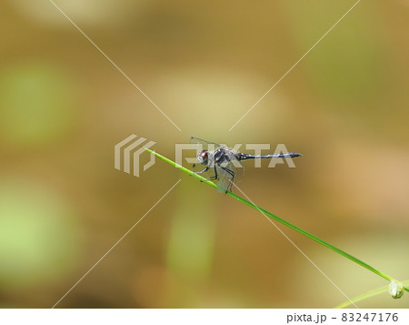 マダラナニワトンボ 83247176