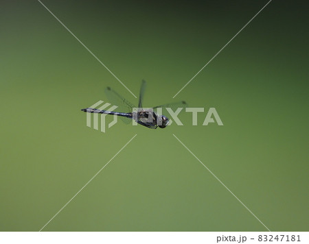 マダラナニワトンボ マダラナニワトンボ 83247181