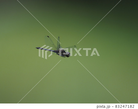 マダラナニワトンボ 83247182