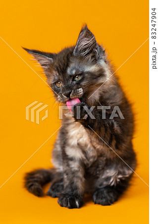 Portrait of American Forest Cat of color black smoke sitting on yellow background. Funny two months old kitten licks his paw with red tongue. Front view. Studio shot. 83247904
